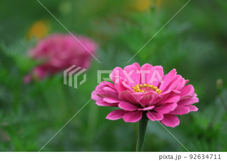 ガーデニングの定番の花 ガーデニングの定番の花 92634711