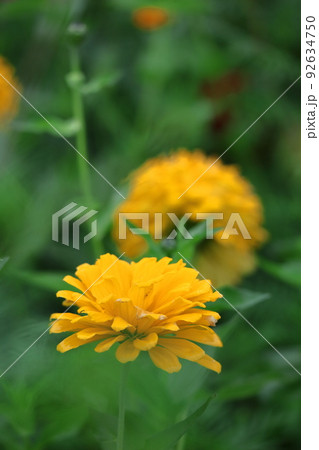 ガーデニングの定番の花 92634750