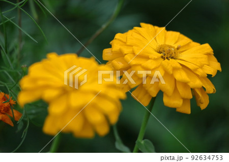 ガーデニングの定番の花 ガーデニングの定番の花 92634753