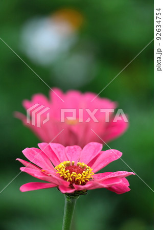 ガーデニングの定番の花 92634754