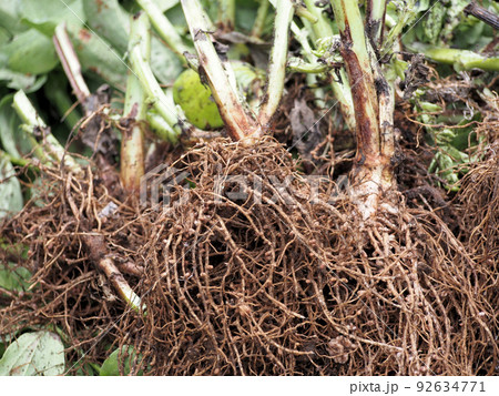 ソラマメの根っこ・根粒菌 92634771