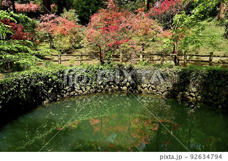 ヤマツツジ咲く佐野市唐沢山城跡の大炊の井 92634794