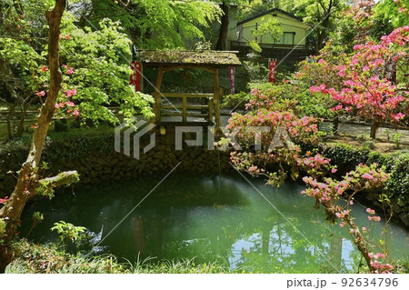 ヤマツツジ咲く佐野市唐沢山城跡の大炊の井 92634796