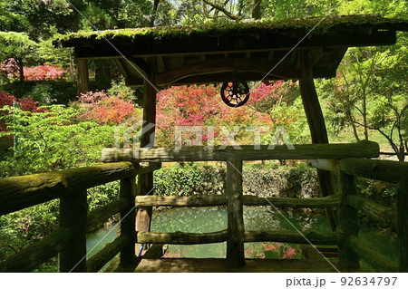 ヤマツツジ咲く佐野市唐沢山城跡の大炊の井 92634797