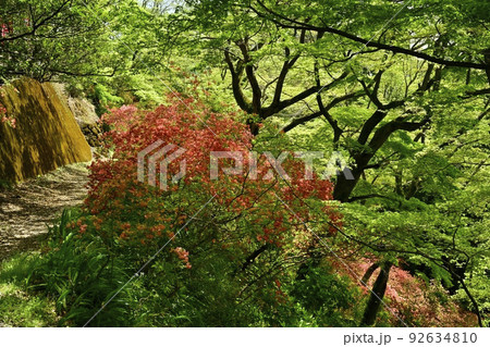 ヤマツツジ咲く佐野市唐沢山城跡の南城跡への遊歩道 92634810