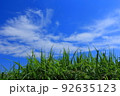 雑草の上の青空 92635123