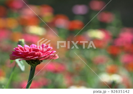 ガーデニングの定番の花 ガーデニングの定番の花 92635142