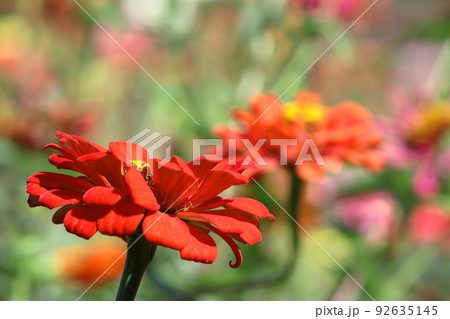 ガーデニングの定番の花 92635145