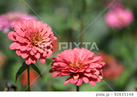 ガーデニングの定番の花 92635148