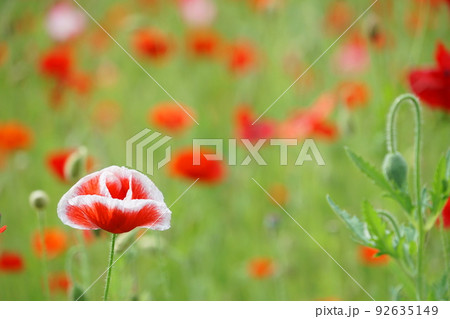 赤いシャーレ―ポピー 92635149