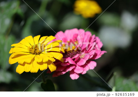 ガーデニングの定番の花 ガーデニングの定番の花 92635169