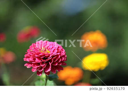ガーデニングの定番の花 92635170
