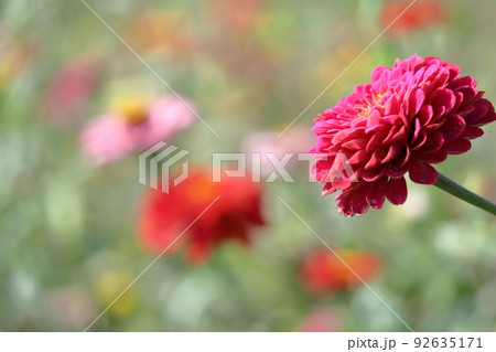 ガーデニングの定番の花 ガーデニングの定番の花 92635171