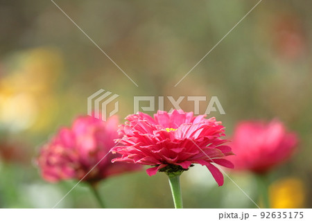 ガーデニングの定番の花 92635175