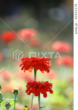 ガーデニングの定番の花 92635176