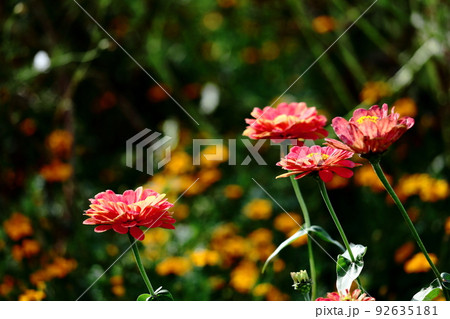 ガーデニングの定番の花 92635181