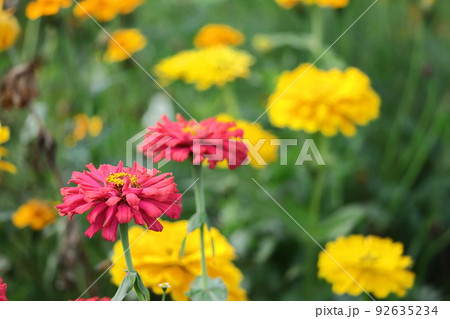 ガーデニングの定番の花 ガーデニングの定番の花 92635234