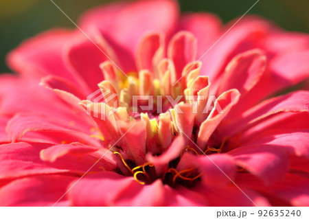 ガーデニングの定番の花 92635240