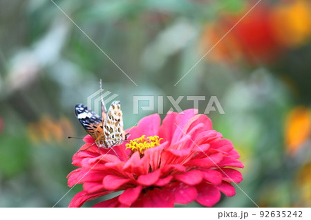 ガーデニングの定番の花 92635242