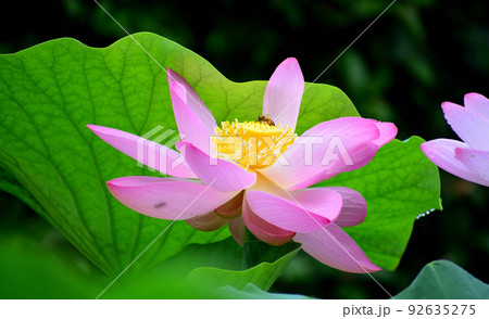 古代蓮と蜂の蜜吸 92635275