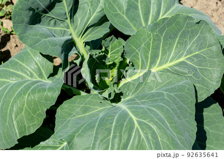 Leaves of cabbage plant Leaves of cabbage plant 92635641