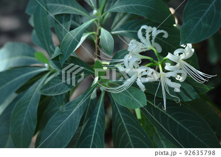 情熱の花 92635798