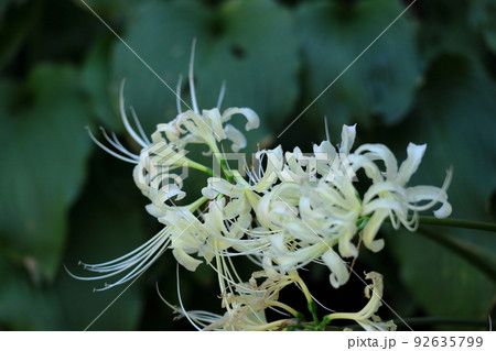 情熱の花 92635799