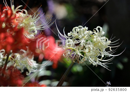 情熱の花 92635800