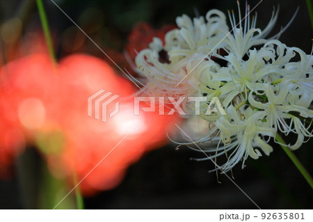 情熱の花 92635801