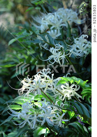 情熱の花 情熱の花 92635803