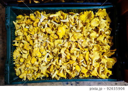 A lot of wild golden chanterelle mushrooms in the box. Mushroom picking. Defocused 92635906