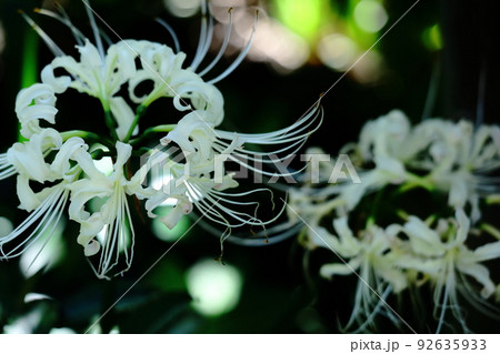 情熱の花 92635933