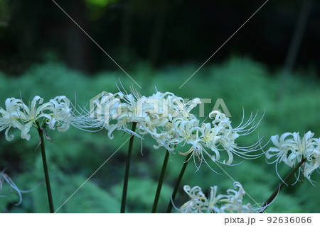 情熱の花 情熱の花 92636066