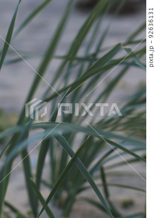 green grass on the beach 92636131