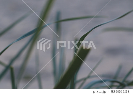 green grass on the beach 92636133