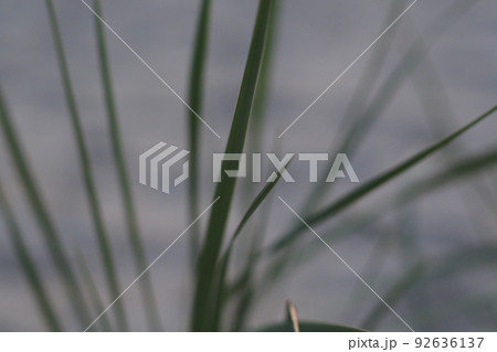 green grass on the beach green grass on the beach 92636137