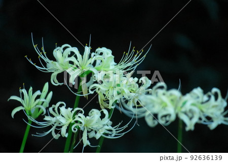情熱の花 情熱の花 92636139