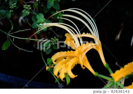 情熱の花 92636143