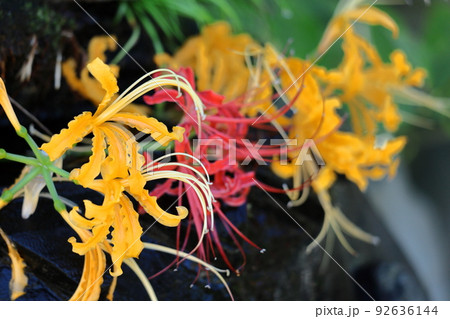 情熱の花 92636144