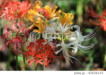 情熱の花 情熱の花 92636145