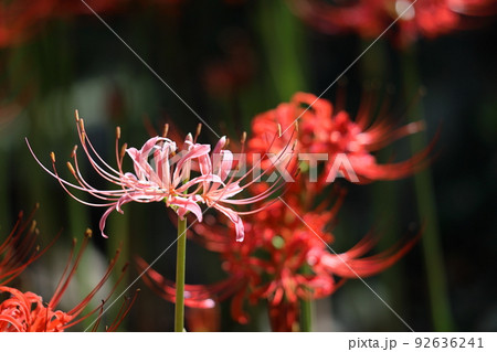 情熱の花 情熱の花 92636241