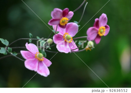 野山にひっそりと咲く 92636552