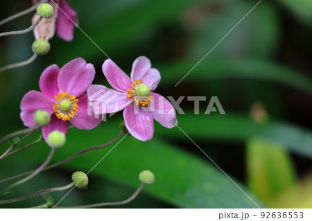 野山にひっそりと咲く 92636553