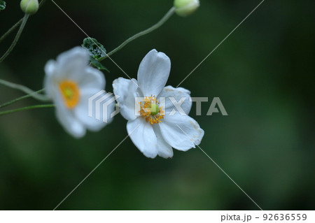 野山にひっそりと咲く 野山にひっそりと咲く 92636559