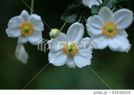 野山にひっそりと咲く 92636626