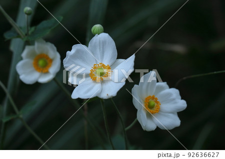 野山にひっそりと咲く 92636627