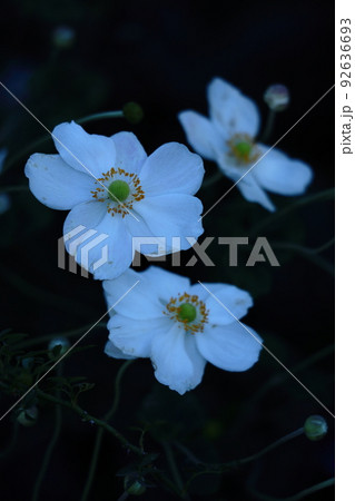 野山にひっそりと咲く 92636693