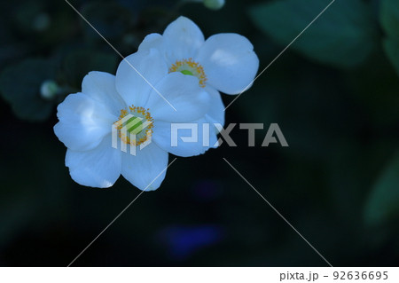 野山にひっそりと咲く 92636695