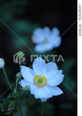 野山にひっそりと咲く 92636697