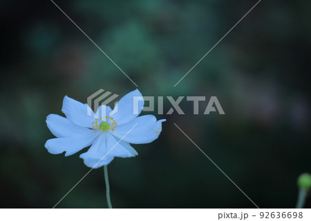 野山にひっそりと咲く 野山にひっそりと咲く 92636698